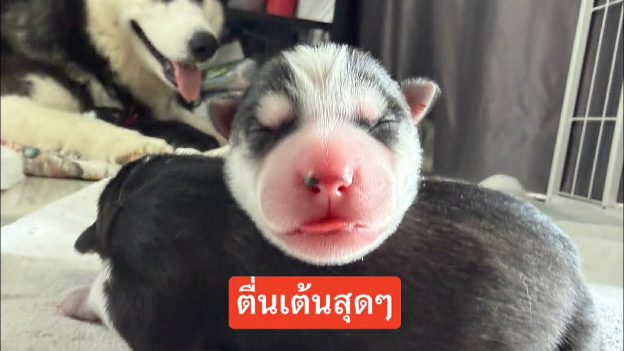 วินาทีที่ได้เจอหน้าลูกข้าวจ้าวครั้งแรกดีใจสุดๆ