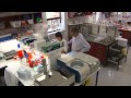 Scientists Move Closer To Dengue Fever Breakthrough 