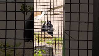 Baby Gorilla Kept Under Mother Watchful Eye Alway Being Held 🦍🐵 #ClevelandZoo Netflix Baby Gorilla