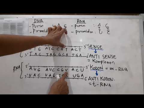 Video: Manakah urutan basa nitrogen pada untai DNA komplementer?