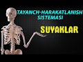 Tayanch-harakatlanish sistemasi || Skelet || Suyaklar