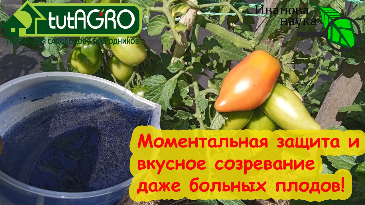 Ускорение созревания без потери вкуса и защита от болезней. Синий раствор: защита растения изнутри.