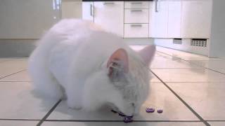 E4 ESting 2013: E4zinis