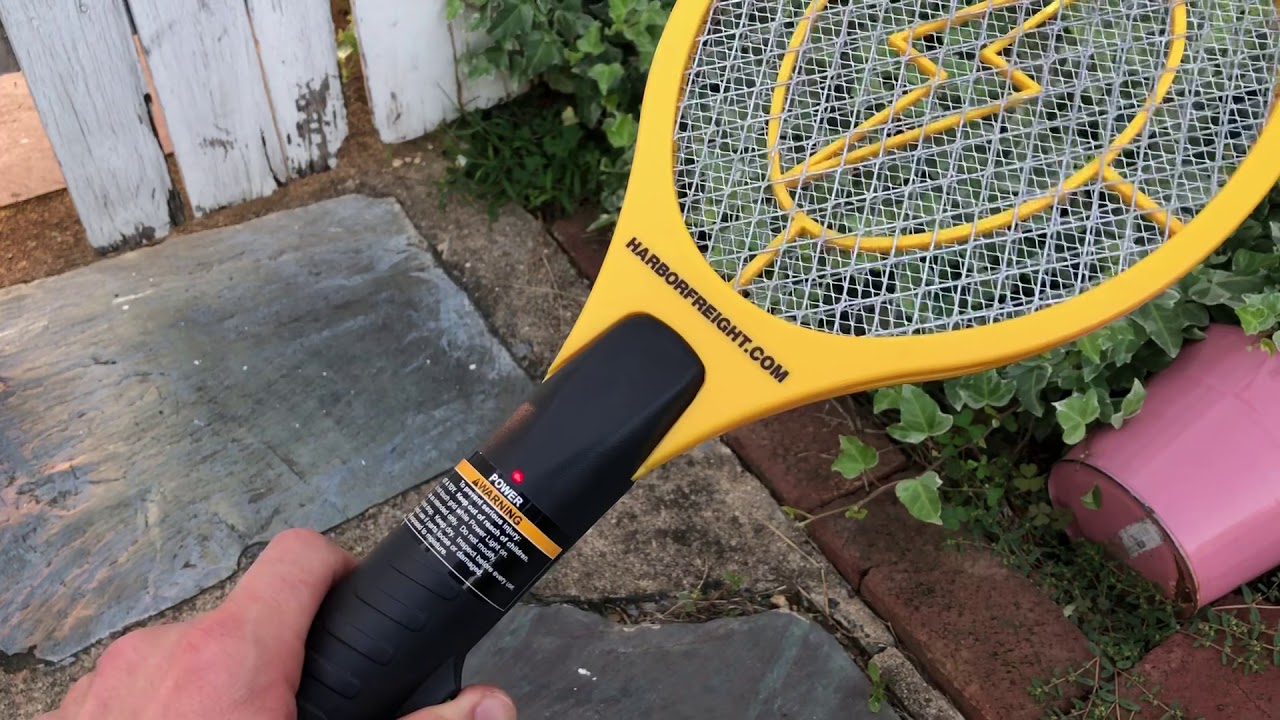 How To And Fun Way To Kill Lantern Fly YouTube