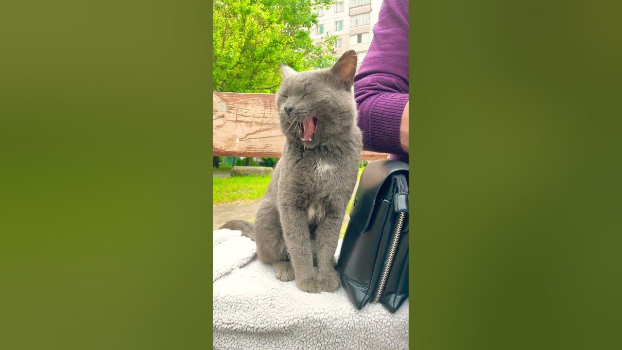 Гарний котик і нічий - YouTube