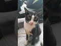 cat lover black and white #cat #cat #funny #asmr #cute