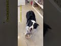 caretaker dog #usa #cat #youtubeshorts