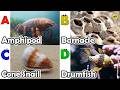 Amazing sea animals | ABC Sea Animals song | English and Animals for Kids | Alphabets Kids Song