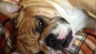 ENGLISH BULLDOG (Английский бульдог) Продаются щенки. ENGLISH BULLDOG (Английский бульдог) Продаются щенки.