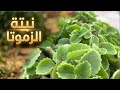 نبتة الزموتا وسر استخدامها منذ القدم