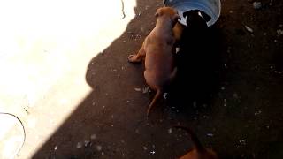 Perros Del Sur Cachorros