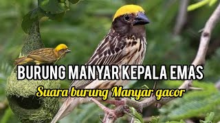 suara manyar kepala emas gacor cocok untuk masteran