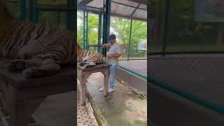 Tiger to Tiger bangkok