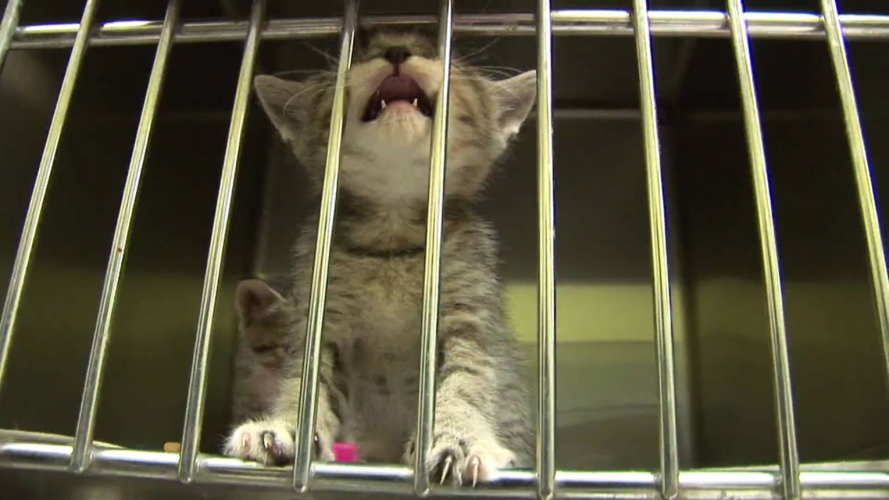 Cute Striped Kitten Lifts Head To Meow_Shelter.6_23 free video clips background