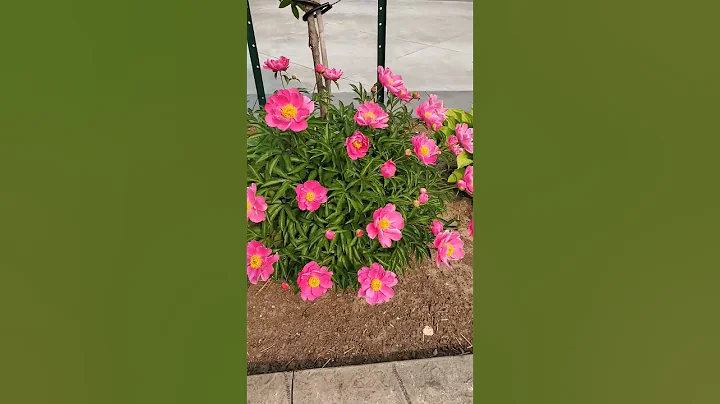 My Favorite Peony is blooming!  wish they bloomed longer  #Peony #flowers #gardening - DayDayNews