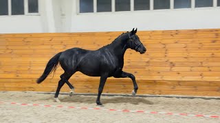 Download Lagu stallion Bon Vivat by Bon Coeur - Rocky Lee, 2023 y.b., ~167 cm Oldenburg, for dressage  MP3