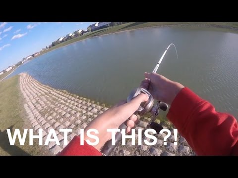 I caught a WHAT?!?! - YouTube