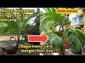 CARA MENGECILKAN DAUN BONSAI KELAPA DENGAN AMAN UNTUK PEMULA