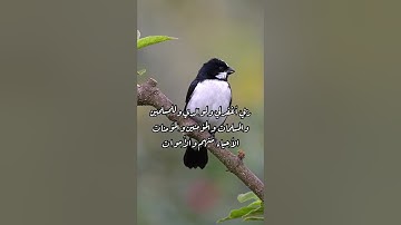 تلاوة خاشعة تشرح الصدر للقاري رعد الكردي/طبيعة وطيور (سبحان الله وبحمده سبحان الله العظيم)🤍