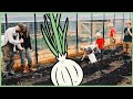 Growing Garlic Tip | Plant + Walk away (290 days, then harvest)