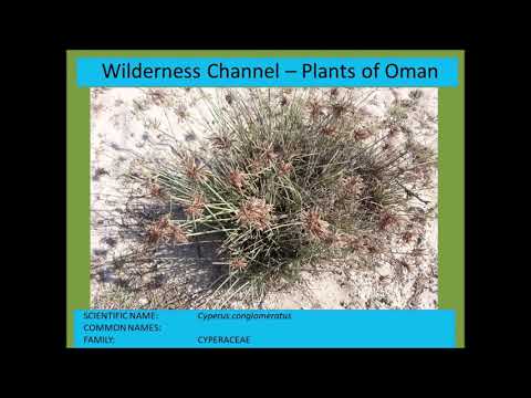 Video: Euphorbia resinous: vetitë e dobishme, tiparet e riprodhimit dhe rekomandimet për kujdes