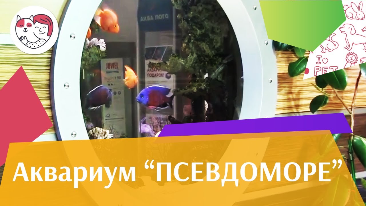 питомцы кукол лол Аквариум Псевдоморе АкваЛого на ilikePet