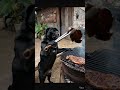 ¡Se va a hacer o no se va a hacer! 🥩🔥 #pug #chilaquil #humor #asador #carnitaasada #lumbre #perros