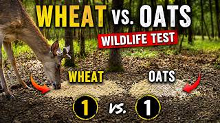 I Tested Wheat vs Oats in the Forest. Which One Won?