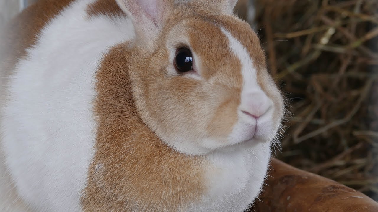 イエウサギ 家兎 Domestic Rabbit 4k Uhd 哺乳類 Mammal Youtube