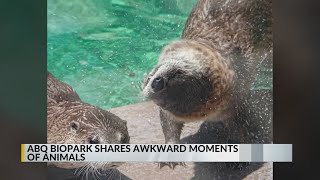 ABQ BioPark shares awkward moments of animals