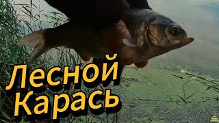ДВА ДНЯ КАРАСЯ ЛОВЛЯ В ЛЕСУ ЗВЕРИ  НА ДВУХ НОГАХ НОЧЬЮ СТАЩИЛИ РЮКЗАК С ПРОВИЗИЕЙ ЖИТИЁ МОЁ