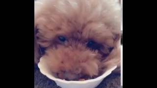 アミーゴ周南　クリスマスディナー