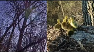 Decorah Goose Cam~6 Goslings Jump From Eagle Nest To Mom Waiting on The Ground_4.26.23