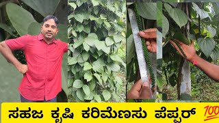 how to plant black pepper in Kannada l ಕರಿ ಮೆಣಸು ಬೆಳೆಯುವ ಸರಿಯಾದ ವಿಧಾನ | ಗಿಡದ ನಿರ್ವಹಣೆ..... ಸಹಜ ಕೃಷಿ