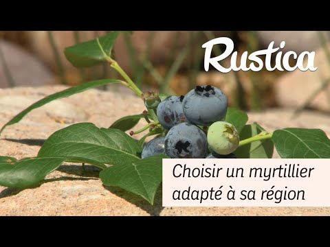 Vidéo: Zone 9 Myrtilles : choisir des plants de myrtilles par temps chaud