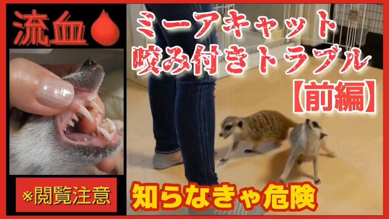 安易に飼ってはいけない 【前編】～ミーアキャットの咬み付きトラブル～
