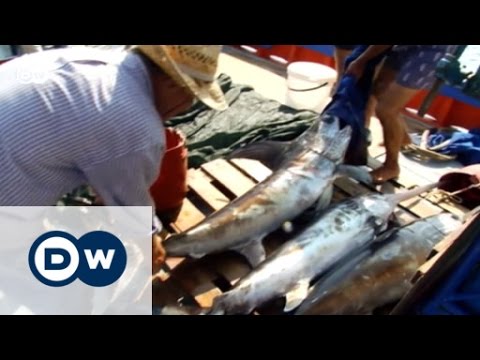 Video: Wo kommen Schwertfische vor?