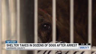 Kentucky man facing animal cruelty charges after dozens of dogs found in home, deputies say