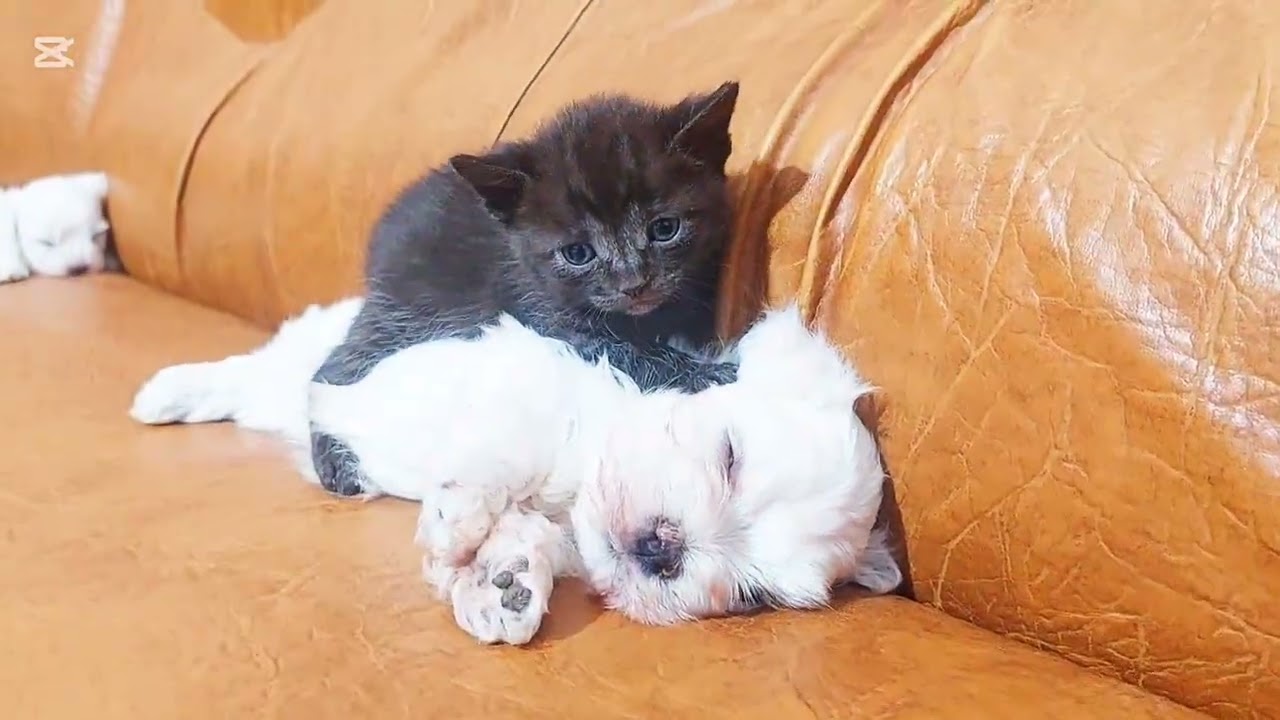 When How Tiny Puppy meets a rescued black kitten for the first time