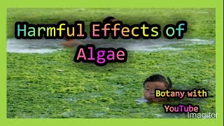 Harmful Effects Of Algae Toxic Algae Bloom Economics Importance Of Algae