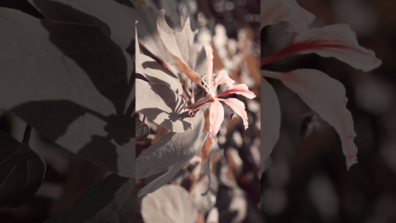 Pastel Colours giving Calm vibes