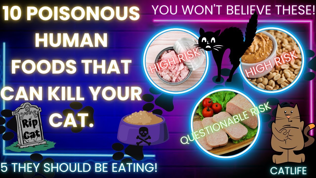 10 foods that can kill your cat! 5 they should eat. cat cats catfood