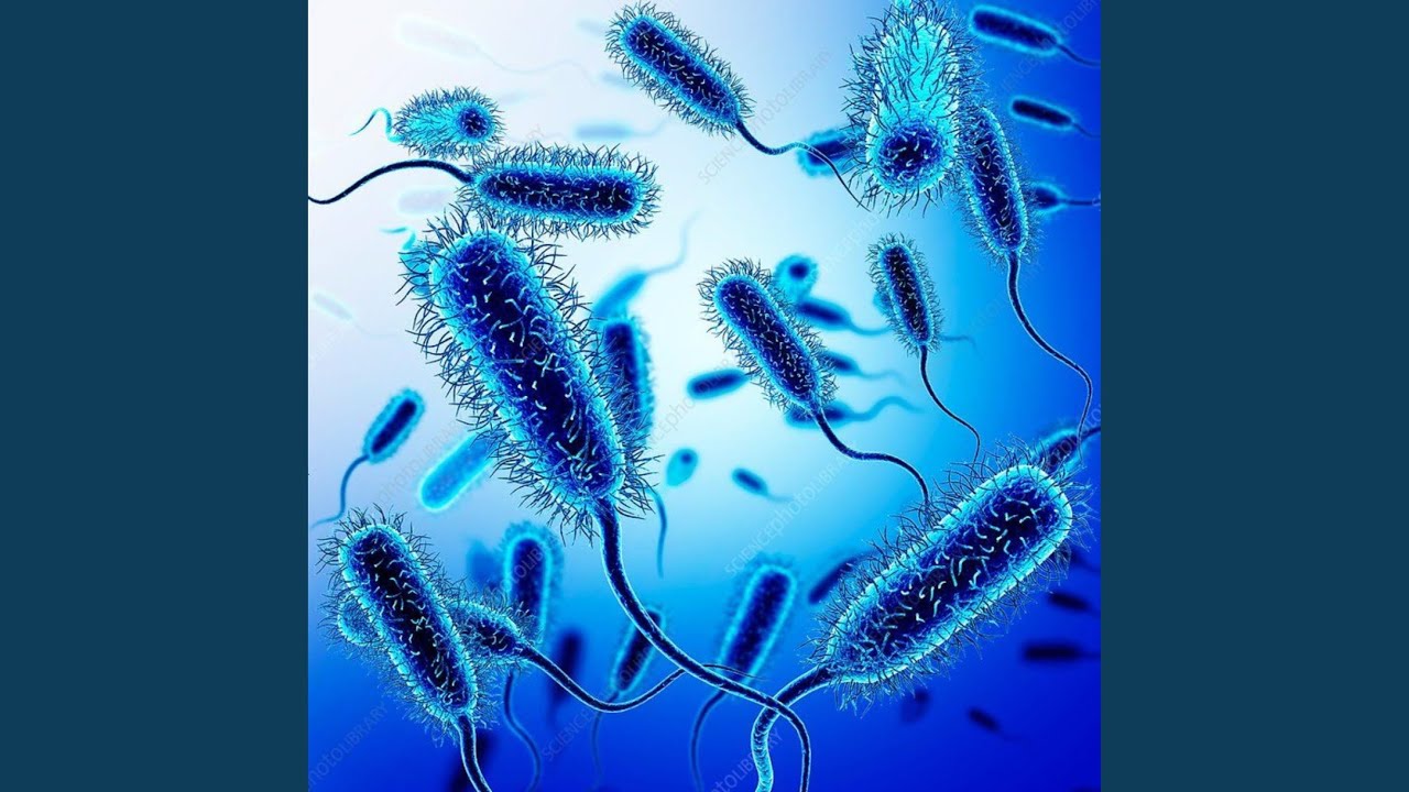 Watch BACTERIA on YouTube Watch BACTERIA on YouTube