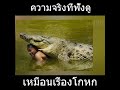 เรื่องราวอันน่าทึ่งของจระเข้แสนรู้ #เรื่องแปลก #สาระ #ที่สุดในโลก#shorts #ตลก