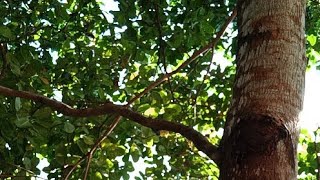 Sathish Sanamandra Is Live