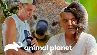 Top 5 de momentos más tiernos y divertidos | Wild Frank | Animal Planet