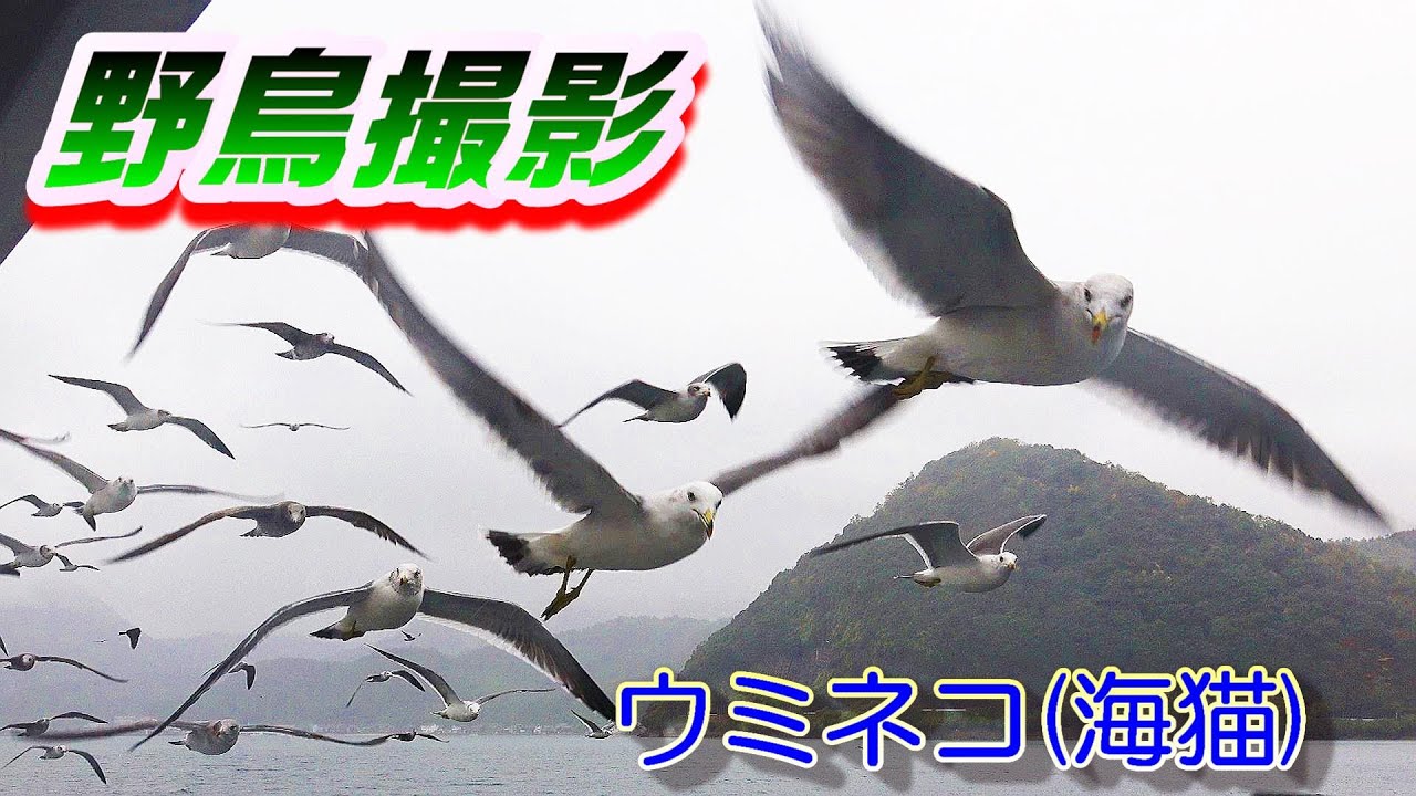 野鳥撮影 ウミネコ 伊根湾の海猫 Youtube