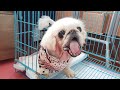 Rescue The Paralyzed Dog Abandoned Because He Had a Large Tumor in The Mouth