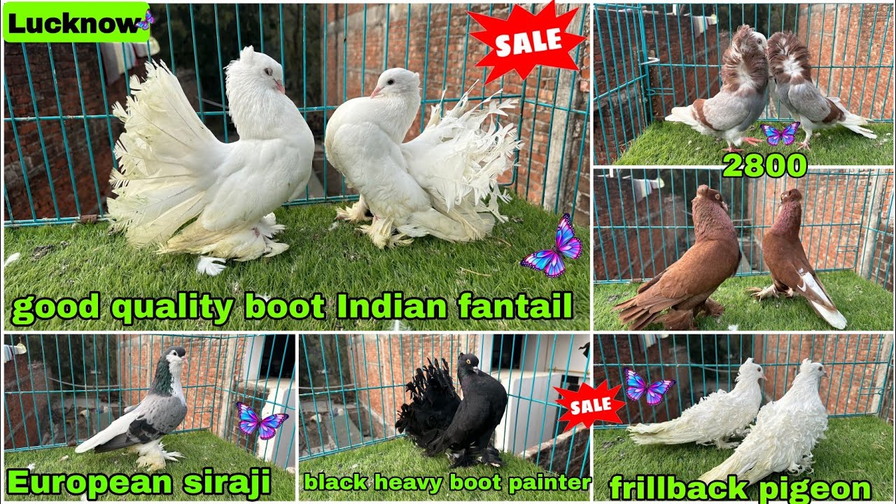 Indian fantail 😍 frillback, Lahori siraji, 🕊️ Mukhi, madina, king , cappuccin 