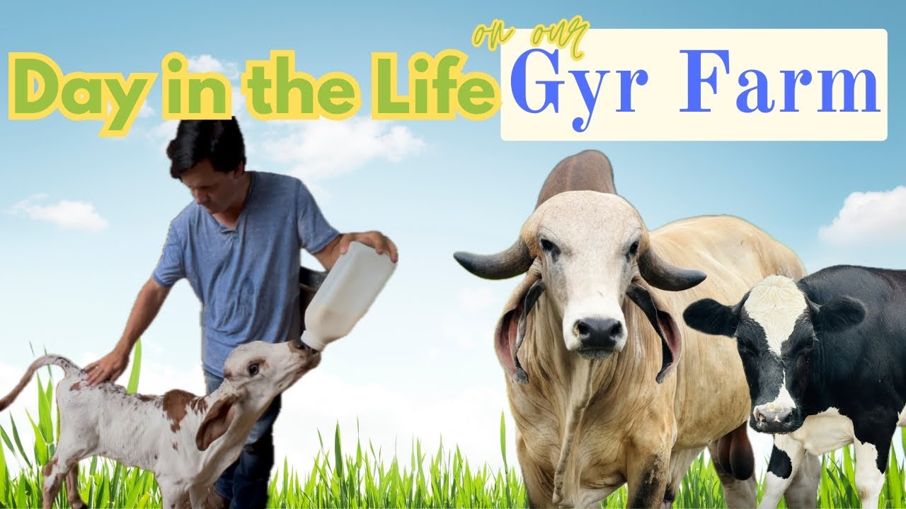 Day in the Life on a Gyr Farm | Pregnancy Checks, Feeding Routine & Cattle Care at HisWay Farm